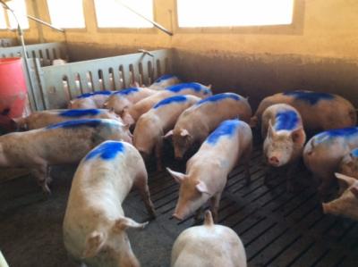 China Hitzebeständige Tiermarkierungs-Farbe wasserdicht mit Grün/Violet Ink Colors zu verkaufen