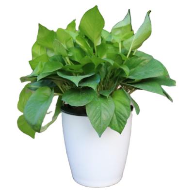 China Garden Plastic Planter Self Watering Planter Pots Self Watering Flower Pot for sale