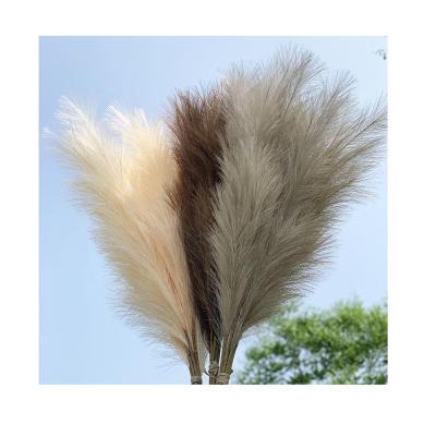 China New 2 Sections Celebration Wedding Extra Large Plant Reed Pompous Black Fluffy Pampas Decoration Pampas Grass Grass Artificial Branch Bouquet for sale