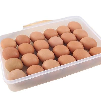 China Cheap Wholesale Plastic Durable Reusable Egg Tray Egg Organizer China Supply Freshness Preservation 24 Storage Containers With Lid for sale