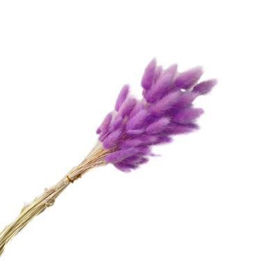 China Decorative Wedding Home Flowers Wholesale Wedding Bunny Tails Dried Flowers Decorative Natural Grass Dried Flower For Home Decor for sale