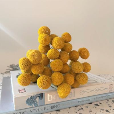 China Events Decoration Billy Buttons Dried Flowers Wholesales Dried Billy Button for Home Decors Weddings Flower Arrangements for sale