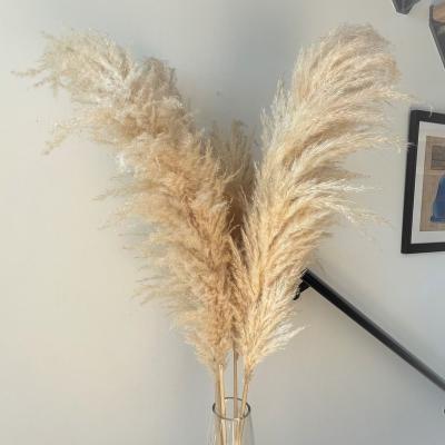 China Home Decoration Wholesales Natural Dry Premium Pampas Grass Great Pampas Grass For Home Decors Weddings Flower Arrangement for sale