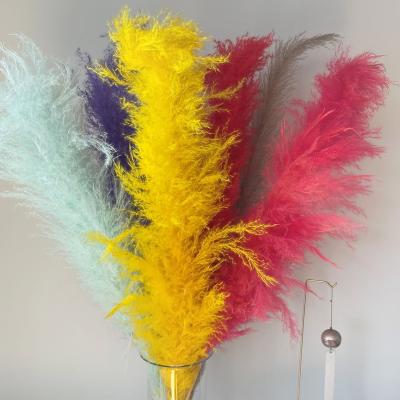 China Natural Dried Pampas Grass Multi Colors Large Pampas Grass Dried Flowers For Home Decors Weddings Flower Arrangements for sale