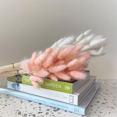 China Bunny Tails Natural Dry Flower Bunny Tails Natural Dry Flower Home Weddings Bouquet Wholesalers Decorative Wedding Decor for sale