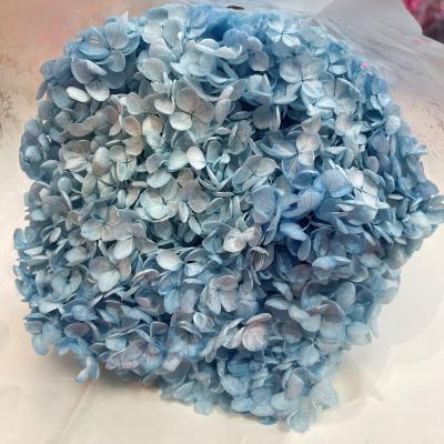 China Hot Selling Natural Dry Natural Preserved Hydrangea Flower Hydrangea Wholesales For Home Decors Weddings Flower Arrangement for sale