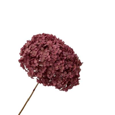 China Wedding Home Decoration Multi Color Wholesale Wedding Decorative Dried Flowers Dried Preserved Flowers Hydrangea for sale