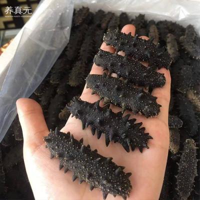 China Nutritious Dried Sea Cucumber Curry Fish Dried Sea Cucumber Dried By China Tray Exporter for sale