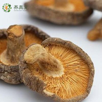 China Freeze Dried Magic Shiitake Mushroom Flakes for sale