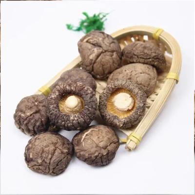 China Export Shiitake Champignon Dried Bulk Dry Mushroom for sale