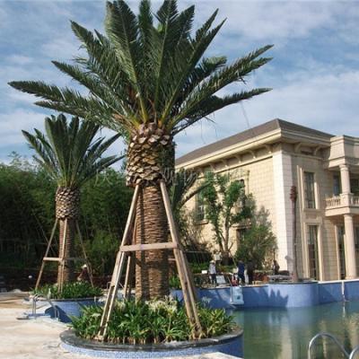 China Minimalist exported can be used outdoor decoration date artificial palm trees for sale