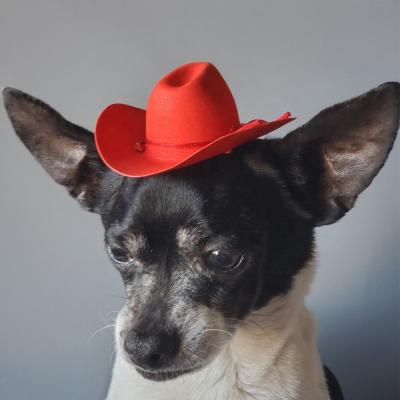 China Qiqu Pet Halloween Viable Mini Cowboy Hat Red Color For Dog Or Cat for sale