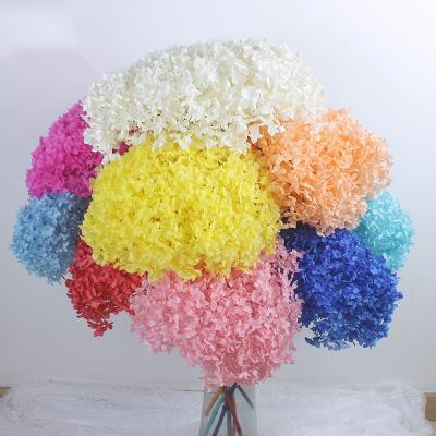 China Hot Selling High Quality Eco-friendly Preserved Party Event Wedding Decoration Amazon Anna Hydrangeas Flowers For Preserved Party for sale