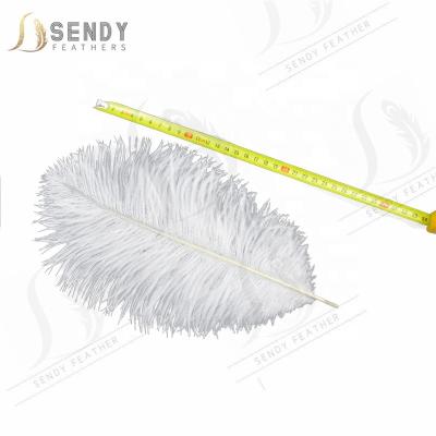 China Decorative white 25-30cm ostrich feather ostrich feathers for wedding ostrich feather for sale