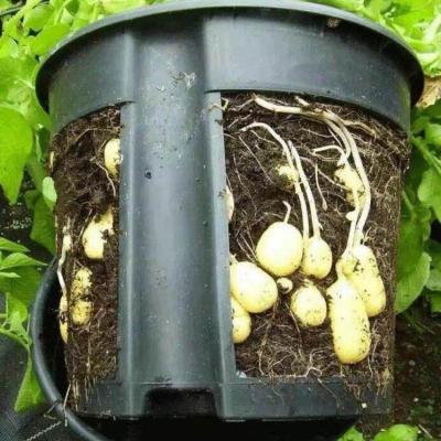 China Modern Cheap Plant Outlet Potato Grow Pot Self Watering Vegetable Plant Pots for sale