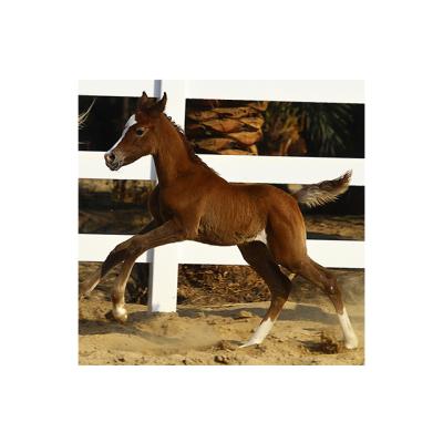 China Easily Assembled Plastic Three Rail Farm Fence PVC Fence For Horse for sale