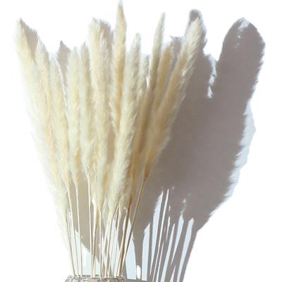 China Other Free Sample Factory Supply Amazon Best Seller 45cm 52cm Natural Dry Pampas Grass 60cm for sale