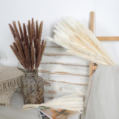 China Other wholesale naturally dried pampas grass small fake pampas grass short pampas grass small fake small pampas grass decor 45cm 52cm 60cm for sale