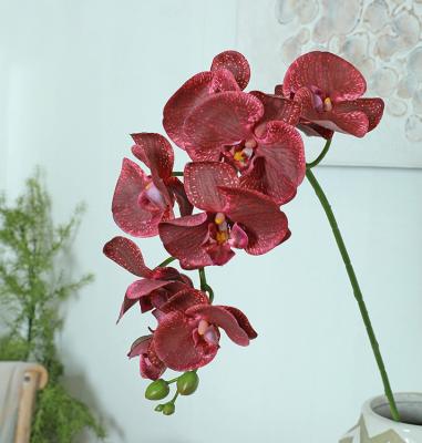 China Real Touch Orchid Phalaenopsis 8 Head Modern Wholesale Orchid Moth Moth Latex for sale