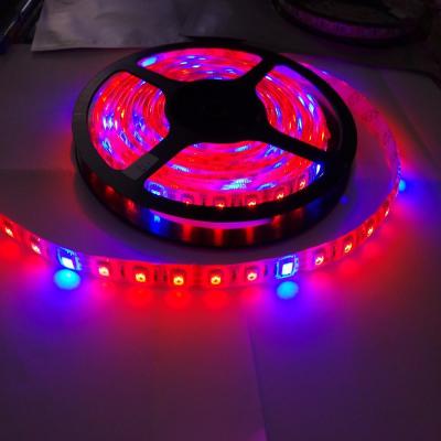 China DC12V 5 Red 1 Blue Full spectrum IP68 60led/m 5050 Grow LED Flexible Strip Light for sale