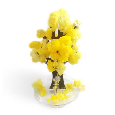 China China Tree Yellow Tree Magic Growing Coral Tree for sale