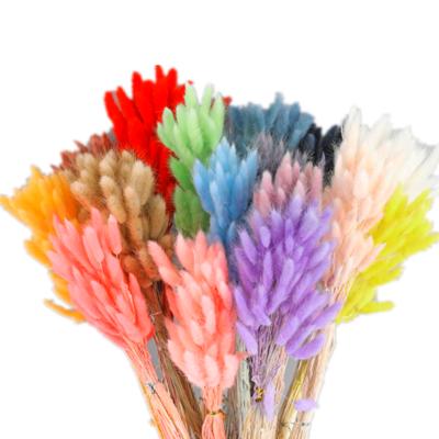 China Wedding Flower Arrangements Factory Price Wedding Decoration Dried Flowers Dyed Colors Bunny Tail Grass For Wholesale for sale