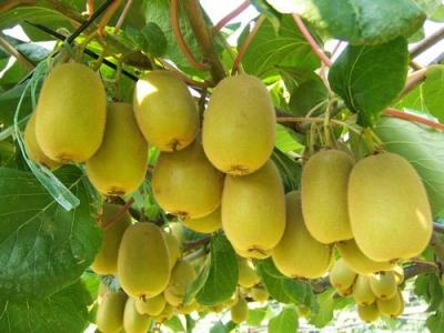 China supplying (Golden or dragon kiwi fruit) yellow kiwi plant grafted kiwi seedlings 2y young kiwi seedlings for sale