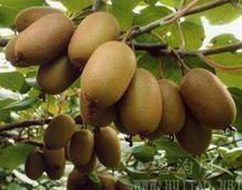 China sales selling Golden kiwi seedlings best golden pulp kiwi seedlings 2y seedlings for sale