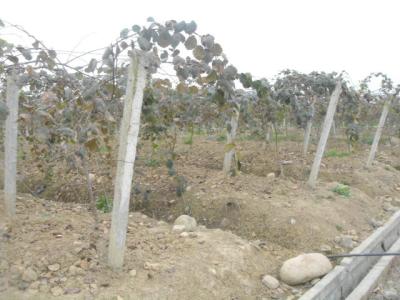 Κίνα China Jin Yan golden kiwi seedlings golden kiwi plant with grafted seedlings yellow kiwi fruit προς πώληση