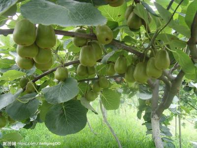 China providing red kiwi seedlings young red grafted kiwi seedlings hongyang kiwi seedlings kiwi trees for sale