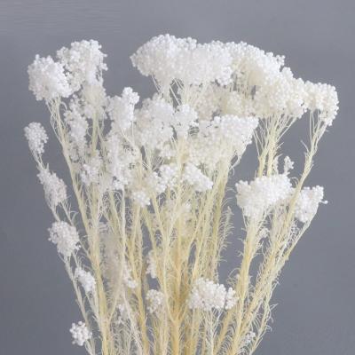 China Green environmental protection 2021 wholesale latest and most popular preserved rice bleached flower for home decoration for sale