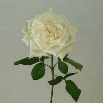 China Kunming Export Cut Rose Fresh Flowers, Lychee Fresh Roses White Flowers 60-80cm for sale