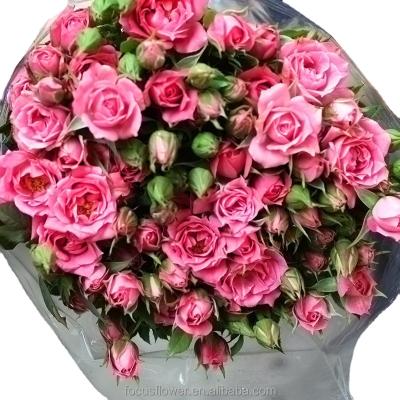 China Professional Wholesale Fresh Cut Sprayed Rose Pink Flower For Wedding 60cm for sale