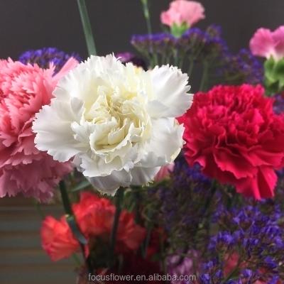 China factory price supply fresh flower white carnations wholesales from china 70-80cm for sale