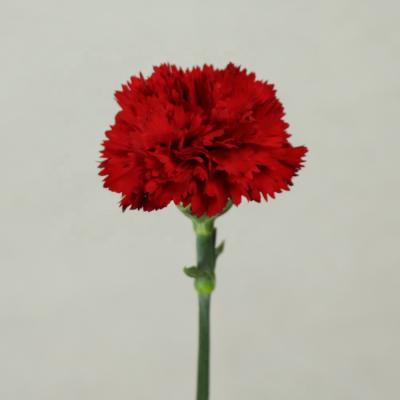 China Fresh Cut Flowers Red Carnations Main Carnation For Mother's Day 60cm-65cm for sale