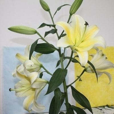 China Real Natural Lilium Lily For Cut Flower Wholesale contact yellow 80cm-100cm for sale