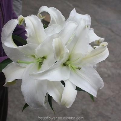 China Supply special cut fresh white lily with high quality 80-120CM for sale