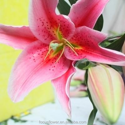 China Wholesale Kinds Of Fresh Cut Flower Lilies With Pink Light Color Sterms 50CM+ for sale