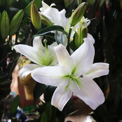 China Wedding Decorations Wholesale Fresh Cut Flowers Lily For Sale Sterms 50CM+ From China for sale