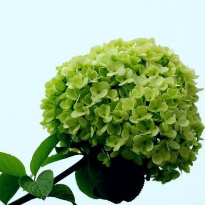 China Beautiful Fresh Smelling Fresh Cut Bouquets Bunching Hydrangea Flower Growers Supply Directly for sale