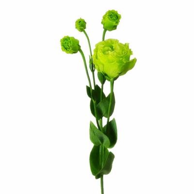 China Good quality popular fresh cut eustoma with Kunming China factory price 65cm for sale