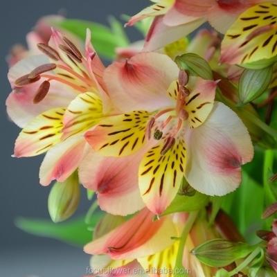 China Best-quality import from China Alstroemeria flower cut fresh from Kunming 50CM+ for sale