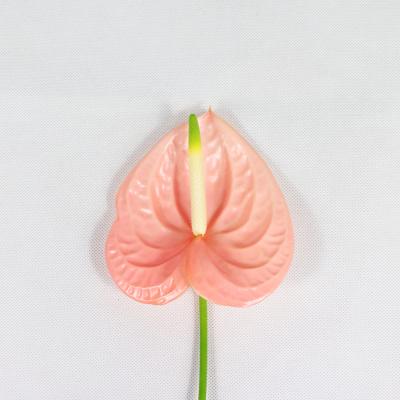 China Kunming Anthurium Cut Flower Plants Wholesale Fresh Anthurium for sale