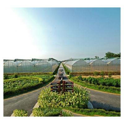 China Easily Assembled Full Arch Plastic Sheet Agriculture Greenhouse Project With Strawberry And Tomato Hydroponics for sale