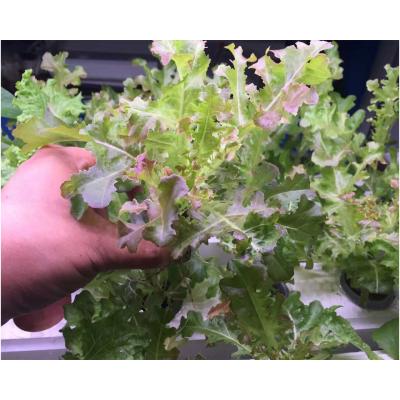 China Lettuce Hydroponics Greenhouse Vegetable Roofs With UV Polycarbonate Plastic Sheet for sale