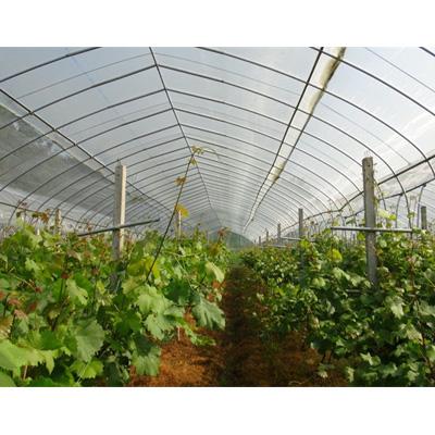 China Durable High Quality Greenhouse Insect Proof Netting for sale