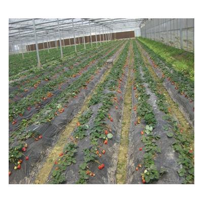 China Water Saving Micro Greenhouse Irrigation System Design for sale