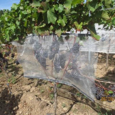 China Agriculture Anti Insect Wine Net Net For Grape JSAIN11 for sale