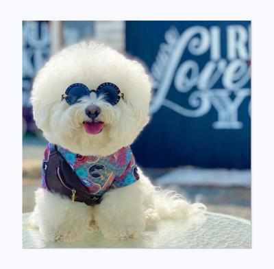 China New design viable classic street style shooting brand summer dog T-shirt pungent blended luxury for sale