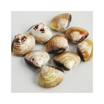 China Manufacturers Direct Selling New Product Large Fully Hard Frozen Seafood Yellow Clams 31-35PCS/LB for sale